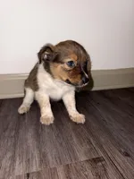 Kona, a female Miniature American Shepherd for sale in Nashville, TN – 2 of 2