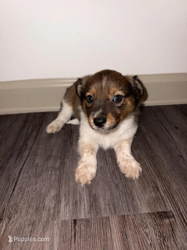 Kona – Miniature American Shepherd puppy for sale in Nashville, TN