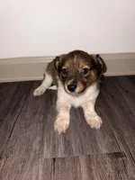 Kona, a female Miniature American Shepherd for sale in Nashville, TN – 1 of 2