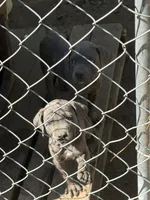 Anna, a female Cane Corso for sale in Frierson, LA – 2 of 3