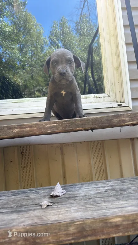 Anna – Cane Corso puppy for sale in Frierson, LA
