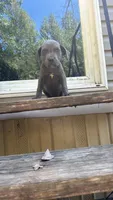 Anna, a female Cane Corso for sale in Frierson, LA – 1 of 3
