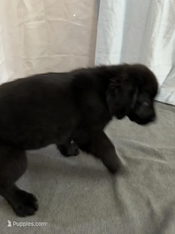 6 – Goldador puppy for sale in Princeton, TX