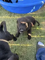 Boots, a male Golden Retriever and Labrador Retriever for sale in Princeton, TX – 3 of 4