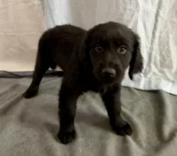 3, a female Goldador for sale in Princeton, TX – 2 of 5