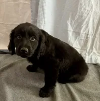 3, a female Goldador for sale in Princeton, TX – 4 of 5