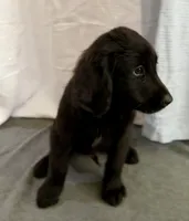 8, a male Goldador for sale in Princeton, TX – 6 of 6