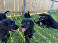 Raven, a female Goldador for sale in Princeton, TX – 3 of 9