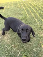 Boots, a male Golden Retriever and Labrador Retriever for sale in Princeton, TX – 2 of 4
