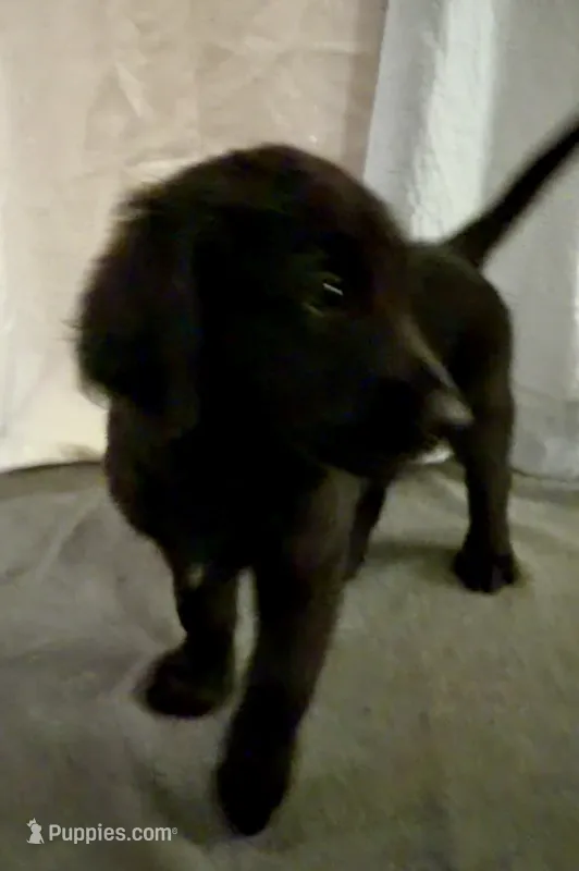 8 – Goldador puppy for sale in Princeton, TX