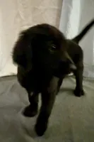 8, a male Goldador for sale in Princeton, TX – 1 of 6