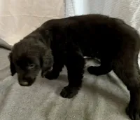 3, a female Goldador for sale in Princeton, TX – 3 of 5