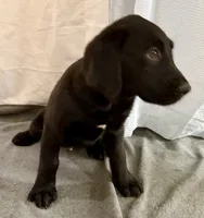 4, a male Goldador for sale in Princeton, TX – 4 of 5