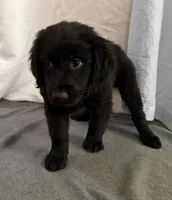 7, a female Goldador for sale in Princeton, TX – 4 of 5