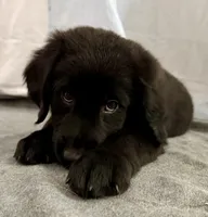 5, a female Goldador for sale in Princeton, TX – 1 of 7