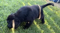Blue, a male Goldador for sale in Princeton, TX – 3 of 7