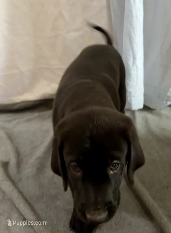 4 – Goldador puppy for sale in Princeton, TX