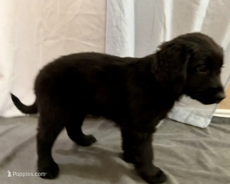 7 – Goldador puppy for sale in Princeton, TX
