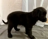 7, a female Goldador for sale in Princeton, TX – 1 of 5
