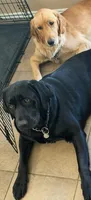 Blue, a male Goldador for sale in Princeton, TX – 7 of 7
