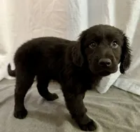 7, a female Goldador for sale in Princeton, TX – 3 of 5