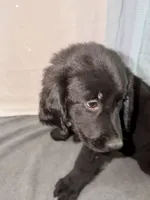 BB, a male Goldador for sale in Princeton, TX – 3 of 8
