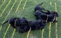 Blue, a male Goldador for sale in Princeton, TX – 4 of 7