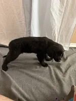 3, a female Goldador for sale in Princeton, TX – 5 of 5