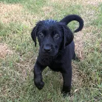 Raven, a female Goldador for sale in Princeton, TX – 2 of 9