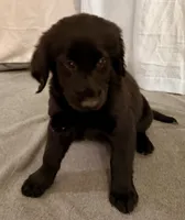 5, a female Goldador for sale in Princeton, TX – 6 of 7