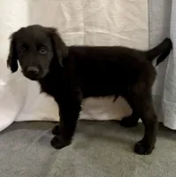 8, a male Goldador for sale in Princeton, TX – 2 of 6