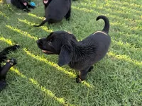 Raven, a female Goldador for sale in Princeton, TX – 4 of 9