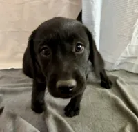 Raven, a female Labrador Retriever for sale in Princeton, TX – 7 of 8