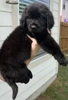 Blue, a male Goldador for sale in Princeton, TX – 2 of 7