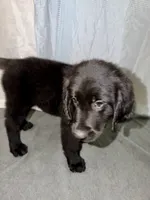 BB, a male Goldador for sale in Princeton, TX – 5 of 8