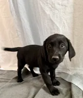 Raven, a female Labrador Retriever for sale in Princeton, TX – 6 of 8