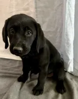 Raven, a female Labrador Retriever for sale in Princeton, TX – 3 of 8