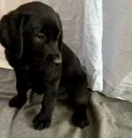 Raven, a female Labrador Retriever for sale in Princeton, TX – 5 of 8