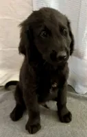 8, a male Goldador for sale in Princeton, TX – 4 of 6
