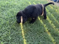 BB, a male Goldador for sale in Princeton, TX – 7 of 8