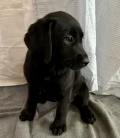 Raven, a female Labrador Retriever for sale in Princeton, TX – 4 of 8
