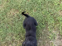 BB, a male Goldador for sale in Princeton, TX – 6 of 8