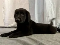 5, a female Goldador for sale in Princeton, TX – 5 of 7