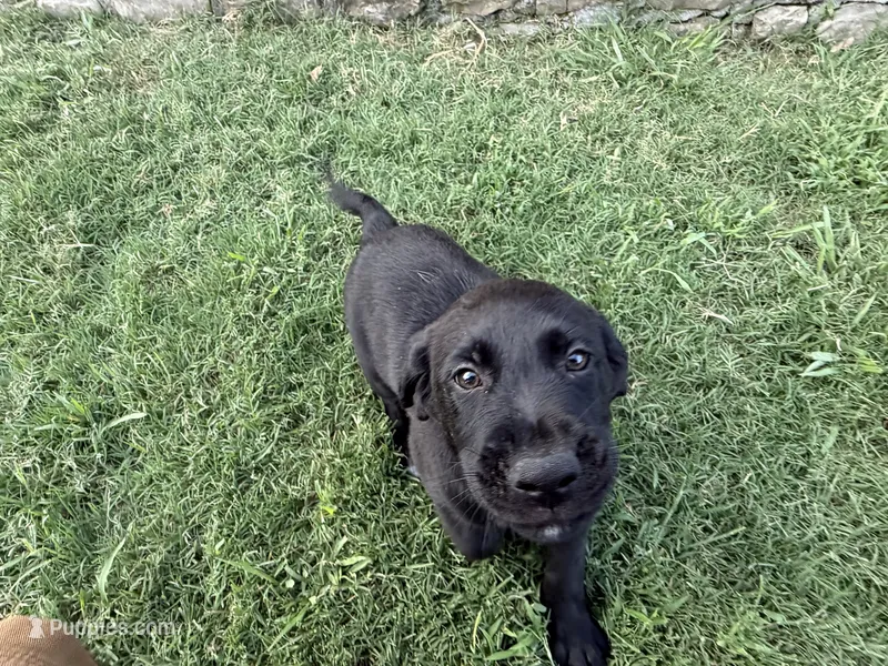 Boots – Golden Retriever, Labrador Retriever puppy for sale in Princeton, TX