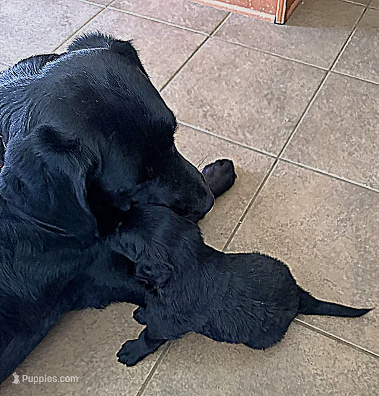 Blue – Goldador puppy for sale in Princeton, TX