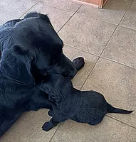Blue, a male Goldador for sale in Princeton, TX – 5 of 7