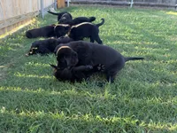 BB, a male Goldador for sale in Princeton, TX – 8 of 8