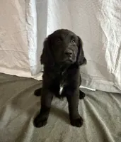 BB, a male Goldador for sale in Princeton, TX – 1 of 8