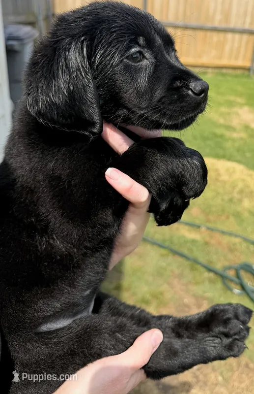 Raven – Goldador puppy for sale in Princeton, TX