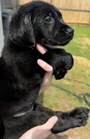 Raven, a female Goldador for sale in Princeton, TX – 1 of 9